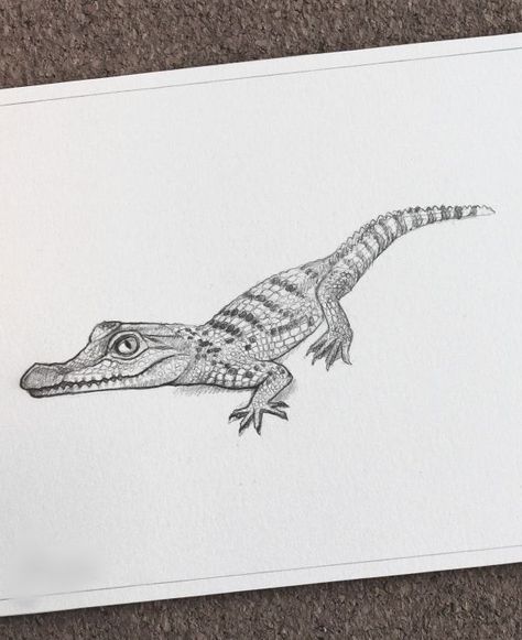 Philippine Crocodile, Crocodile Drawing, Crocodile Tattoo, Drawings Of Animals, Easy Pencil Drawings, Pencil Drawings Of Animals, Realistic Pencil Drawings, Amazing Animal Pictures, Face Painting Easy