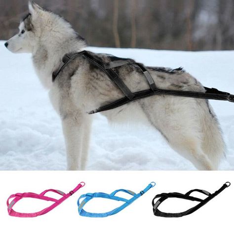 Sled Dog Harness, Huskies Sled, Dog Sled, Dog Gear, Wolf Dog, Dog Sledding, Weight Training, Sled, Dog Harness