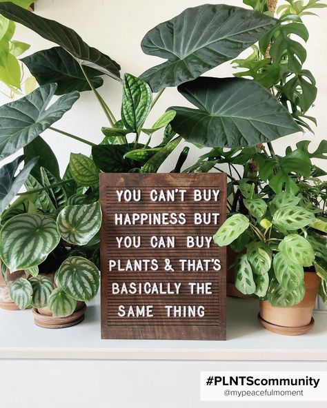 Funny Plant Quotes, Plant Jokes, Messy Garden, Plant Quotes, Organised Housewife, Plant Puns, Plants Quotes, Family Photo Wall, Herb Garden Design