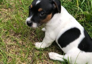 Jack Russell Terrier for Sale - Latest Pet Ads | Petclassifieds.com Jack Russell Terrier Puppies, Jack Russell Puppies, Terrier Puppies, Puppy Adoption, Russell Terrier, Jack Russell Terrier, Long Legs, Puppies For Sale, Jack Russell