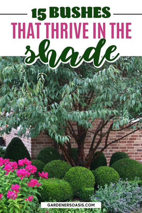 This list of shade loving bushes that grow under trees is awesome! I can't wait to try tree peonies, Japanese maples and boxwood in the shade garden in my backyard. Best Shrubs For Shade, Tv Unit Wall, Evergreens For Shade, Shaded Garden, Shade Loving Shrubs, Tree Peonies, Shade Landscaping, Plants Under Trees, Evergreen Bush