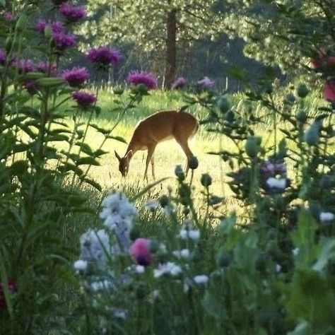 Deer In Nature, Wildflower Cottage, A Deer, Baby Deer, Zoology, Wisteria, In Nature, Pet Birds, Mother Nature