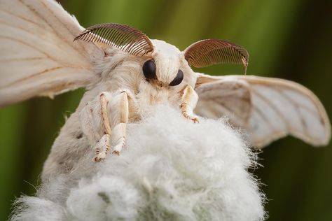 bombyx mori - focus stack of 4 images Venezuelan Poodle Moth, Silkworm Moth, Poodle Moth, Bombyx Mori, Silk Moth, Moth Species, Cute Moth, Tier Tattoo, Cool Bugs