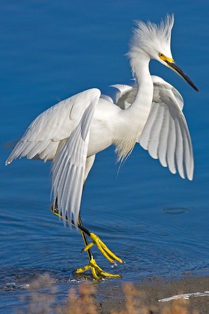 Nature Reference, Snowy Egret, Friends Leave, Water Birds, White Egret, Kinds Of Birds, Airbrush Art, White Bird, Big Bird