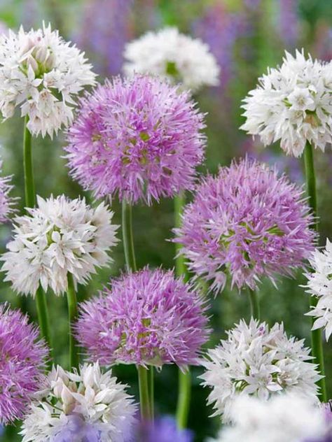 Perfect Partners® Fluffy Dreams -- Bluestone Perennials Spring Bulbs Garden, Deer Resistant Garden, Summer Bulbs, Fall Bulbs, Spring Flowering Bulbs, Garden Bulbs, Spring Bulbs, Spring Beauty, Fall Plants