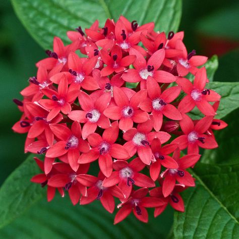 Egyptian Star Cluster Rose Crafts, Star Cluster, Flower Craft, Unusual Flowers, Flower Care, Beautiful Flowers Pictures, Plant Species, Farm Gardens, Exotic Flowers