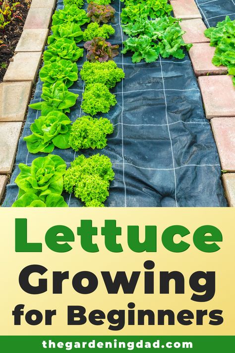 Bed 2023, Lettuce Growing, Growing Lettuce Indoors, Beginner Garden, How To Grow Lettuce, Planting Lettuce, Grow Lettuce, Vegetables Garden, Beginner Gardening