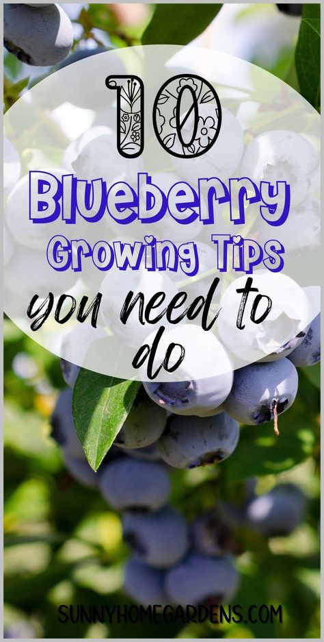 All the best hints, tips, hacks, and ideas for growing the biggest and best blueberry harvest from blueberries in your bakcyard garden.  Blueberries are a such a fun crop to grow. Growing Blueberries Bushes, Blueberry Varieties, Blueberry Gardening, Growing Blueberries, Cucumber Trellis, Blueberry Plant, Berry Plants, Blueberry Bushes, Growing Strawberries