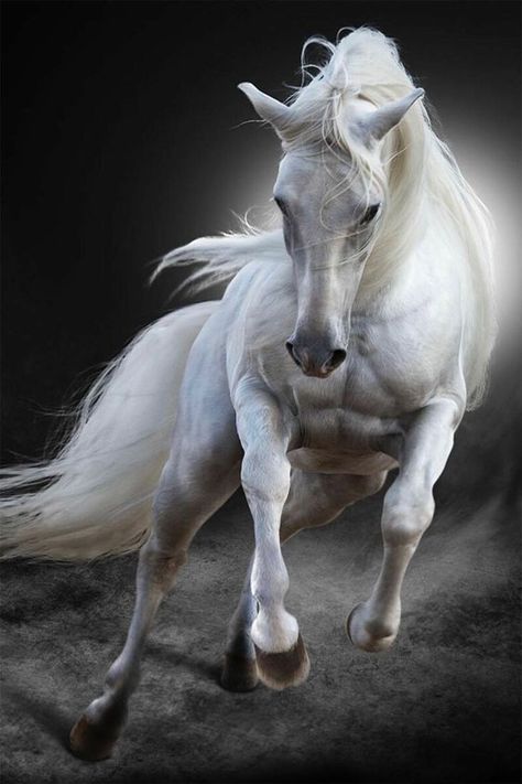 Beautiful Horse Pictures, Types Of Horses, Black Horses, Jesus Is Coming, White Horses, Horse Pictures, Horse Art, Beautiful Horses, Nature Travel