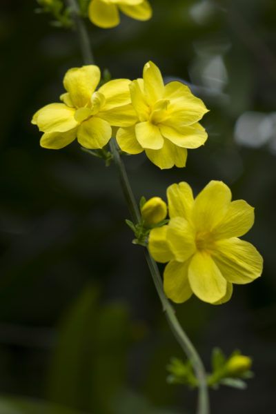 Hardy Jasmine Vines: Choosing Jasmine Plants For Zone  -  With a little extra care in winter, even common jasmine can be grown in zone 6. However, winter jasmine or Jasminum nudiflorum, is the more often grown jasmine variety for zone 6. Click this article to learn more about growing jasmine in zone 6. Winter Jasmine Flower, Growing Jasmine, Common Jasmine, Jasminum Nudiflorum, Jasmine Vines, Flower Jasmine, Planter Arrangements, Winter Jasmine, Jasmine Vine