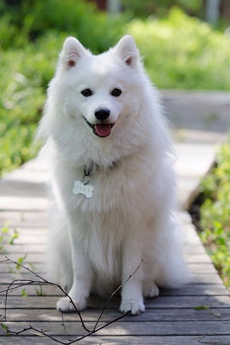 Spitz Dog Breeds, Anime Pets, Japanese Spitz Puppy, Pet Tattoo Ideas, Japanese Spitz Dog, Pet Drawings, Spitz Puppy, Spitz Pomeranian, Pet Anime