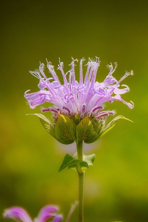 Ontario Flowers, Wild Bergamot, February Art, Bee Friendly Flowers, Wild Thyme, Plants At Home, Art Plants, Art Mediums, Southern Ontario