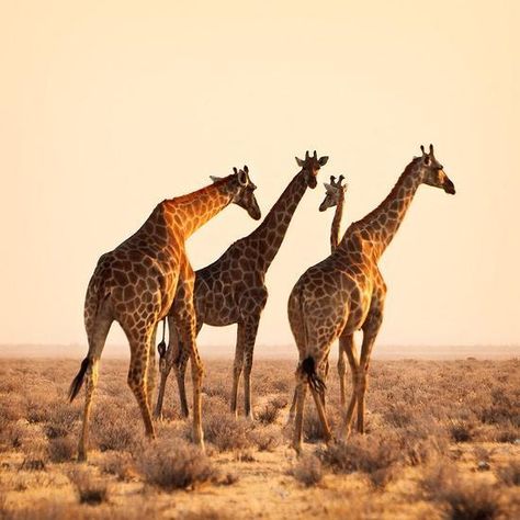 Twitter / SWildlifepics: Giraffes walking across the savannah. Group Of Elephants, Giraffe Pictures, Wildlife Pictures, African Wildlife, African Animals, African Safari, Giraffes, Wildlife Photography, Beautiful Creatures