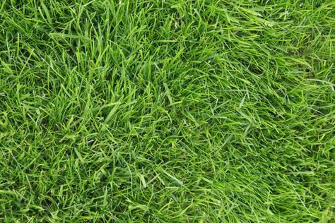 10 Best Types of Drought-Tolerant Lawn Grass The Spruce, Composting At Home, Agriculture Farming, Indoor Herb Garden, Garden Show, Different Plants, Yellow Leaves, Organic Matter, Plant Growth