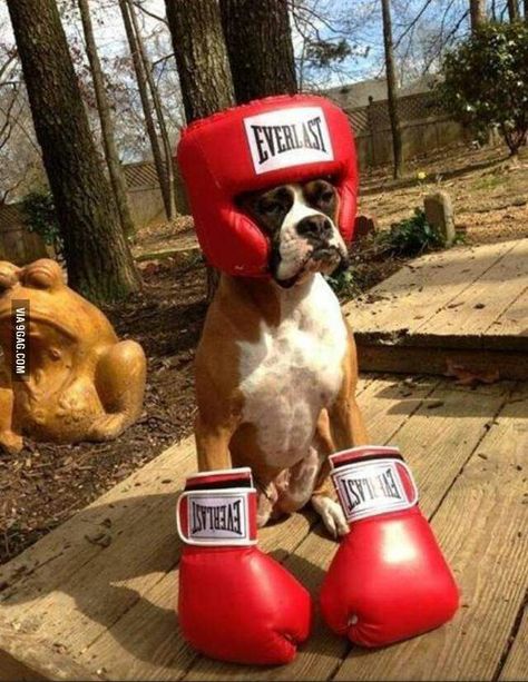 A boxer with boxing gloves. Argument nonexistent. Funny Boxer, Cute Boxers, Dog White, Boxer Puppy, Boxer Puppies, Dog Costumes, Boxer Dogs, Funny Animal Pictures, 귀여운 동물