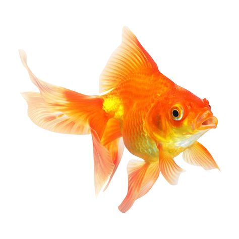 Baby Goldfish, Cold Water Fish, Common Goldfish, Goldfish Types, Tetra Fish, Bawah Air, Orange Fish, Golden Fish, Fish Stock