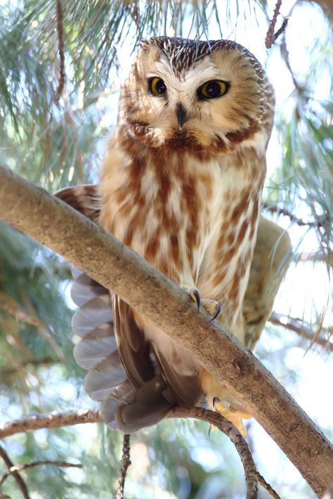 Northern Saw-whet Owl | It is so nice to have seen a norther… | Flickr Northern Saw Whet Owl, Owls Of North America, Northern Spotted Owl, Saw Whet Owl, Tawny Frogmouth Owl, Eurasian Scops Owl, Hoot Owl, Birds Of Prey, Anime Sketch