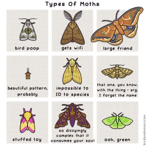 Types Of Moths, Cute Moth, Moth Art, Cool Bugs, Arthropods, Bugs And Insects, Drawing Tips, Cute Little Animals, Animal Memes