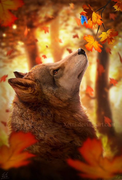 Curiousity - Keira by Xeini Wolf Art Fantasy, Baby Wolves, Mystical Wolf, Wolf World, Coyote Hunting, Wolf Character, Wolf Photography, Wolf Artwork, Fantasy Wolf