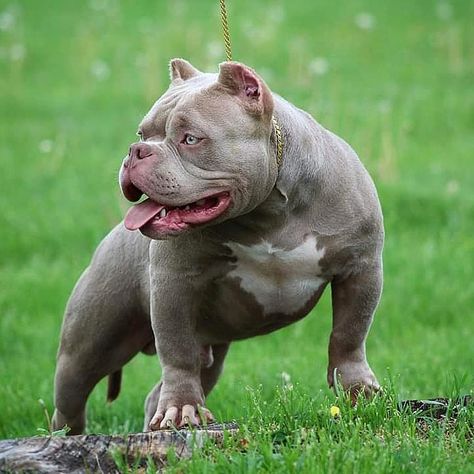 SAMMY on Instagram: “Tantrum💨💨💨 Only 3 spots left for early lock in Www.kamikazebully.com for info” American Bully Pocket, Pitbull Dog Breed, Dog Emoji, Pocket Bully, Bully Breeds Dogs, Scary Dogs, Bully Dog, English Bulldogs, Pitbull Puppies