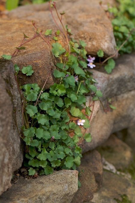 ‘Kenilworth Ivy’ (cymbalaria muralis) Kenilworth Ivy, Longwood Gardens, Indoor Plant Care, Rock Wall, Eat Local, Daily Journal, A Rock, Simple Life, Country Life