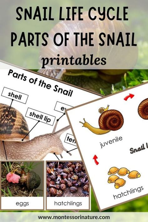 Parts of the Snail and Snail Life Cycle Printables - Montessori Nature Printables Snail Kindergarten Activities, Snail Activity For Preschool, Snail Preschool Activities, Snail Activities For Preschool, Snails Preschool, Snail Life Cycle, Snail Facts, Body Parts For Kids, Snail Garden