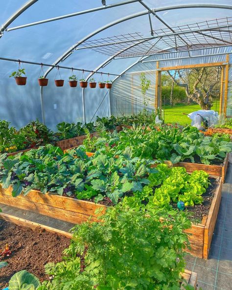 Gardening Vegetables Ideas, Small Vegetable Garden Design, Vegetable Garden Design Diy, Backyard Vegetable Garden Design, Garden Design Drawing, Vegetable Garden Design Layout, Garden Design Vegetable, Vegetables Ideas, Vegetable Garden Design Ideas