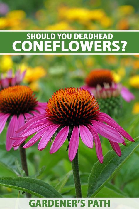 A close up vertical image of purple coneflowers growing in the garden pictured on a soft focus background. To the top and bottom of the frame is green and white printed text. Coneflowers Perennial Gardens, Zone 3 Perennials, Coneflower Landscaping, Wonderland Backyard, Modern Garden Landscape, Fall Planting Perennials, Coneflower Garden, Big Gardens, Deadheading Flowers