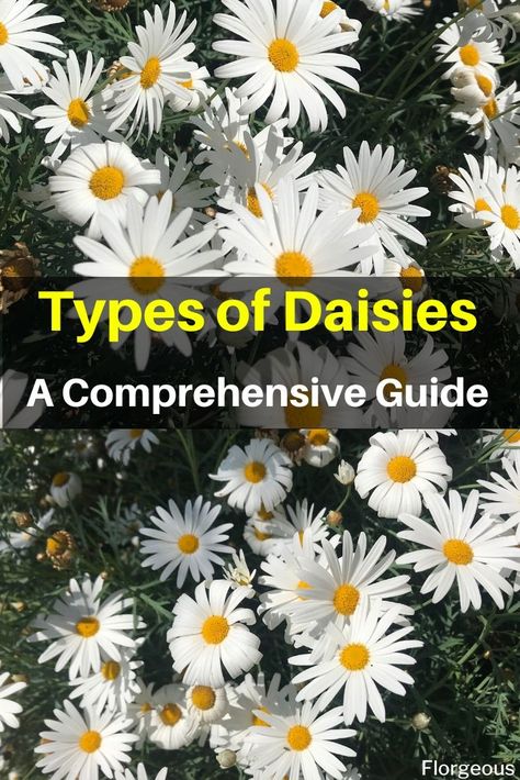 Types Of Daisy Flowers, Daisy Flower Garden, Daisy Like Flowers, Daisy Flower Colors, Daisy Varieties, Daisy Types, Daisy Garden Landscaping, Garden Daisies, Daisy Plant