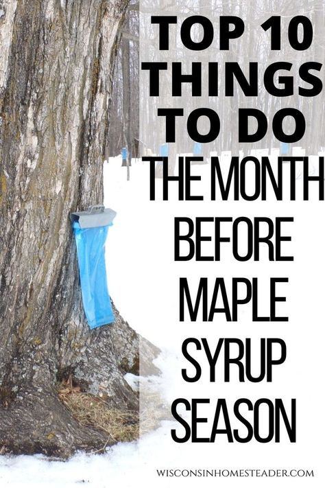 Maple Syrup Tree, Maple Syrup Taps, Diy Maple Syrup, Maple Tapping, Tapping Maple Trees, Survival Food Storage, Tree Sap, Worm Composting, Homestead Gardens