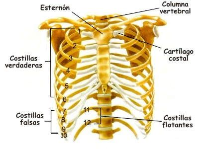 ¿Para qué sirven las costillas en el ser humano?, Función de las costillas humanas Gladiator Sandals