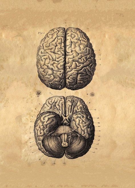 Healing Brain, Medical Drawings, Brain Illustration, Vintage Anatomy, Medical Wallpaper, Brain Anatomy, Brain Art, Human Anatomy Art, Medical Anatomy