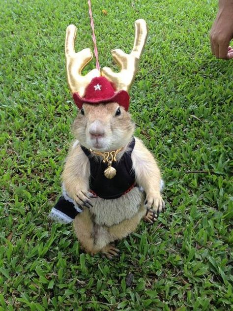 A pet prairie dog in Bangkok district Weird Energy, Ground Hogs, Prairie Dogs, Columbus Zoo, Hunting Life, Prairie Dog, Gerbil, Cute Hamsters, Green Heart