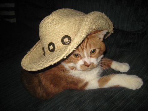 Morris in a cowboy hat Homecoming Spirit Week, Homecoming Spirit, Cat Hat, Cat Costumes, Cute Animal Photos, Silly Cats, Cat Gif, Animal Photo, Cowboy Hats