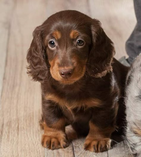 Pin by lauren tizzard on dogs | Cute funny dogs, Cute dogs, Cute baby dogs Big Dogs Breeds, Biggest Dog In The World, Puppies Dachshund, Miniature Dachshund Puppies, Biggest Dog, Miniature Puppies, Dachshund Puppy Miniature, Really Cute Puppies, Dogs Breeds