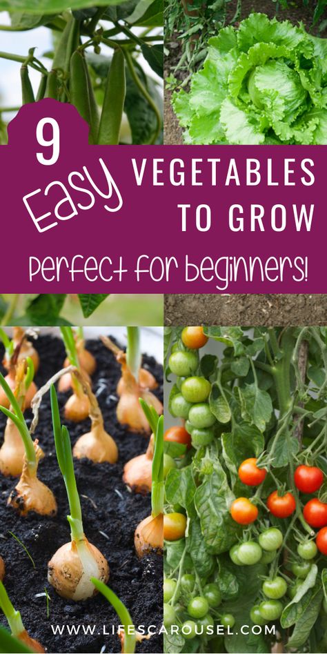 Growing Vegetables From Scraps, Easy Plants To Grow Indoors, Grow Vegetables Indoors, Raised Garden Ideas, Plants To Grow Indoors, Vegetables In Containers, Growing Vegetables Indoors, Easy Vegetables, Vegetables In Pots