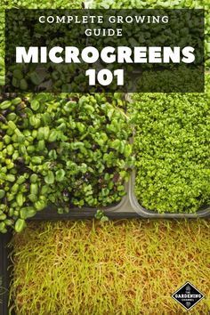 Microgreens Growing, How To Grow Microgreens, Microgreens Garden, Grow Microgreens, Micro Greens, Hydroponic Farming, Growing Microgreens, Growing Greens, Home Vegetable Garden