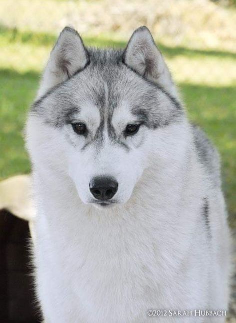 Grey Husky, Siberian Husky Dog, Glamour Nails, Siberian Huskies, Husky Puppy, Wolf Dog, Husky Dogs, Beautiful Animals, Animal Planet