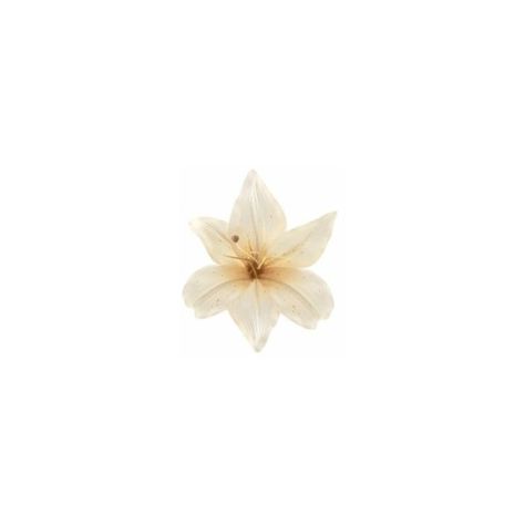 Flowers Clear Background, White Flower Icon, Flowers With White Background, Flower White Background, Doodles Quotes, Flower Fillers, Flower On White Background, Flowers White Background, Beach Icon