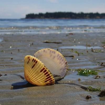 Visit Parksville Qualicum Beach, Vancouver Island, BC | Where to Stay & Things to Do Student Inspiration, Grand Fir, Beautiful Shells, Magical Nature, Garden Estate, Best Facebook, Community Park, Art Student, Sea Kayaking