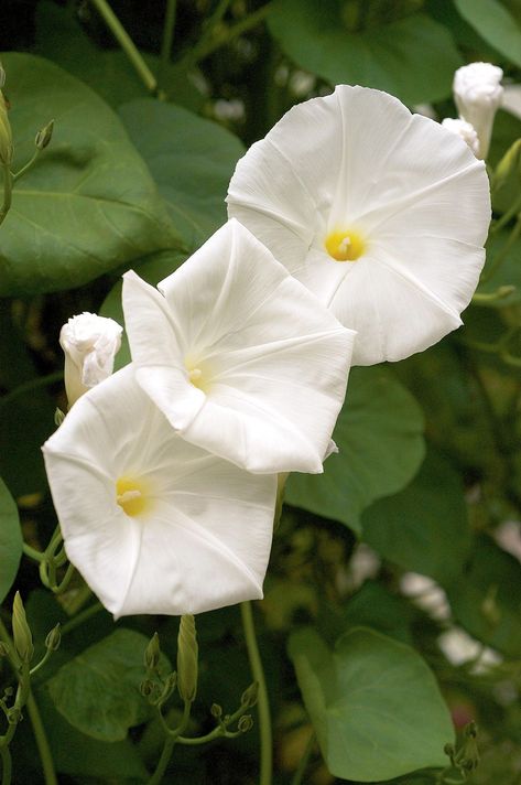 Moonflower (Ipomoea alba), with its large, pure white blooms, pleasant scent, and heart-shape leaves, is one of my favorite vining plants. #moonflower #nightbloomingflowers #springflowers #bhg Moonflower Vine, Vertical Garden Plants, Night Blooming Flowers, Growing Vines, Gardening Trends, Moon Garden, Have Inspiration, Blooming Plants, Garden Pests