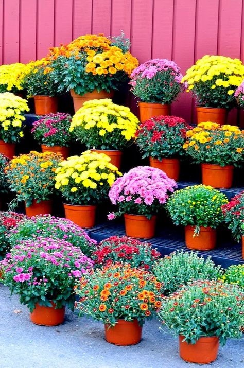 the most gorgeous mums Garden Designs Layout, Flower Patio, Plant Stand Ideas, Evening Wishes, Mums In Pumpkins, New York City Fashion, Fall Mums, Terrace Garden Design, Mums Flowers