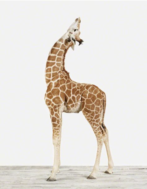 Always Look Up Giraffe Art, A Giraffe, Baby Giraffe, Animal Photo, 귀여운 동물, Animals Friends, Beautiful Creatures, Animal Photography