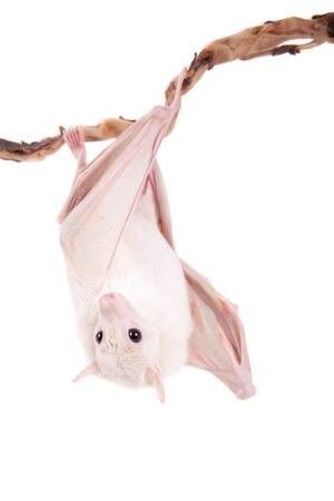 Bat Species, Albino Animals, Fruit Bat, Baby Bats, Animal Study, Cute Bat, Most Beautiful Animals, Pretty Animals, Photo Images