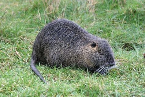 Nutria Rat, San Joaquin Valley, Early Intervention, Invasive Species, Hamsters, Be Successful, Rodents, Chipmunks, Squirrels