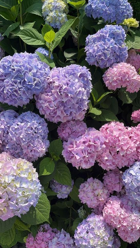 Hydrangea Wallpaper, Pretty Plant, Pinterest Summer, Flowers Hydrangea, Hydrangea Purple, Nothing But Flowers, Summer Nature, Flower Therapy, Beautiful Bouquet Of Flowers