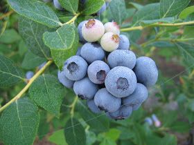 Blueberry Bush, Blueberry Plant, Fruit Orange, Blueberry Bushes, New Roots, Peach Trees, Crab Apple, Black Raspberry, Fall Plants