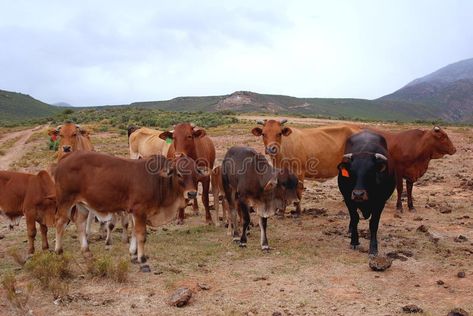 Boran Cattle, Cattle Pictures, Images Of Cows, Cattle Herd, Cattle Breeds, Cloudy Weather, Motion Graphics Animation, Kenya, Stock Photography