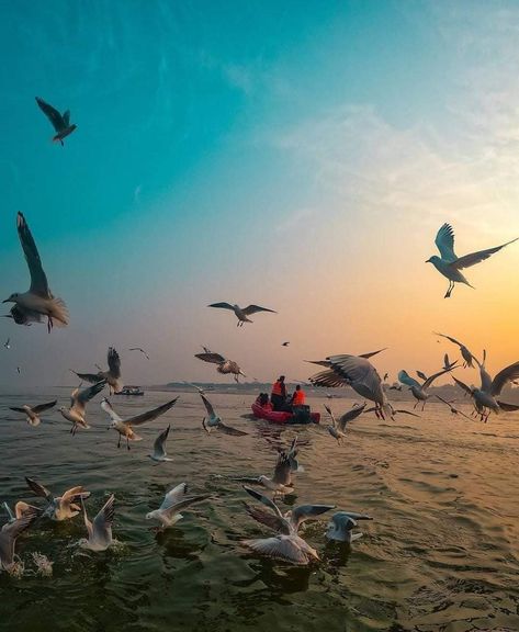 Cyberian birds on prayagraj Prayagraj Photography, Amba Mataji Images, Varanasi Photography Beautiful, Varanasi Photography, December Travel, Best Snapchat, English Vocabulary Words Learning, Indian Aesthetic, Karma Quotes