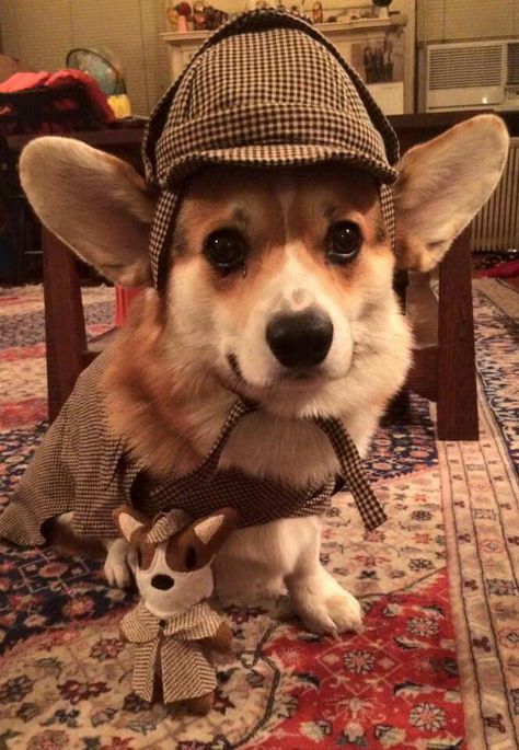 Corgi Dog, Stuffed Animal